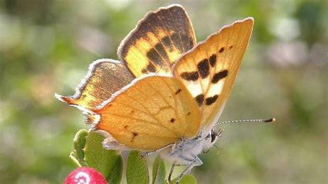 hermes butterfly|Hermes butterfly endangered species.